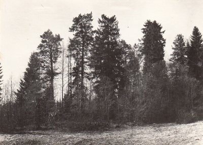 Кладбищенская роща, деревня Коккойла